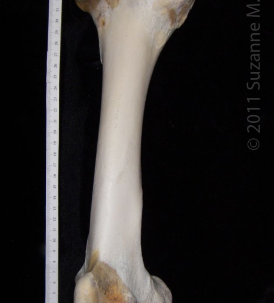 Anterior View Left Cattle Femur