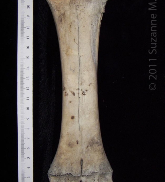 Posterior View Left Cattle Metacarpal