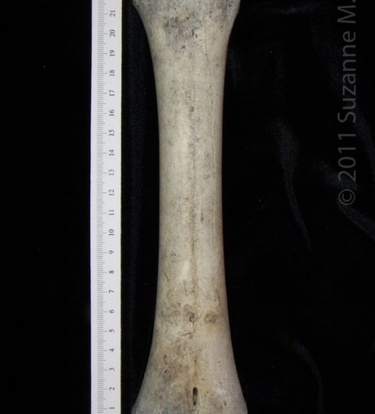 Anterior View Left Cattle Metatarsal, distal epiphysis missing