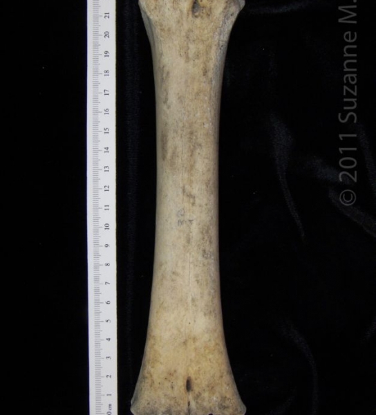 Posterior View Left Cattle Metatarsal, distal epiphysis missing