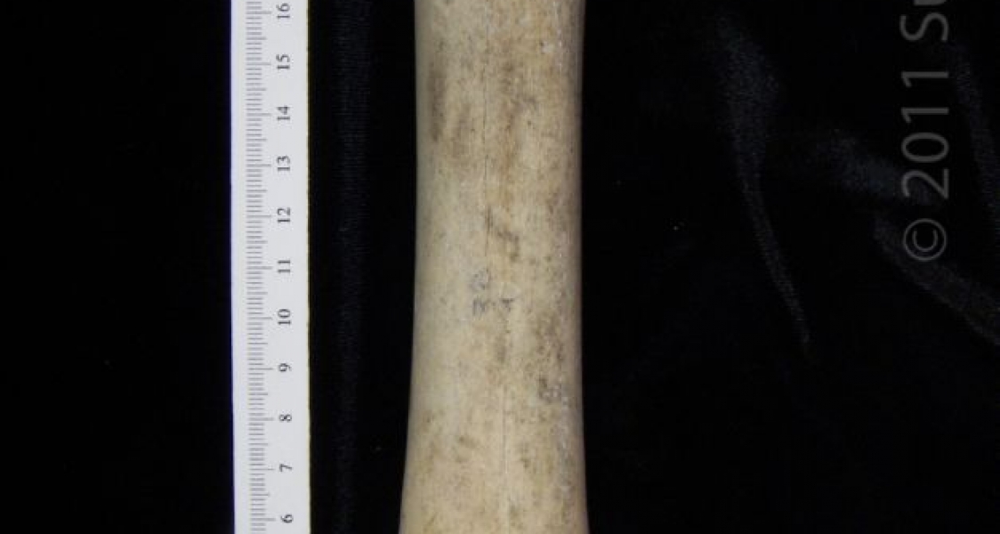 Posterior View Left Cattle Metatarsal, distal epiphysis missing