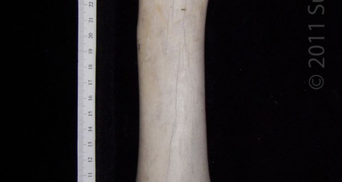 Anterior View Left Cattle Radius