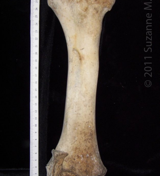 Posterior View Left Cattle Radius