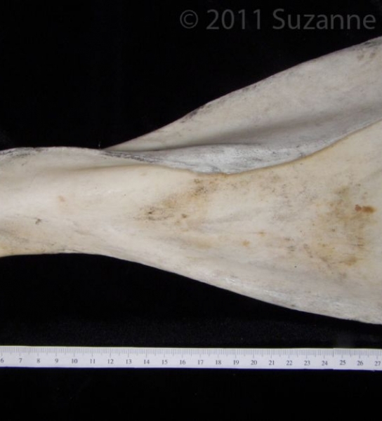 Posterior View Cattle Left Scapula