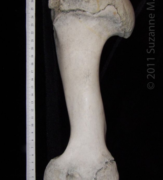 Anterior View Right Cattle Humerus