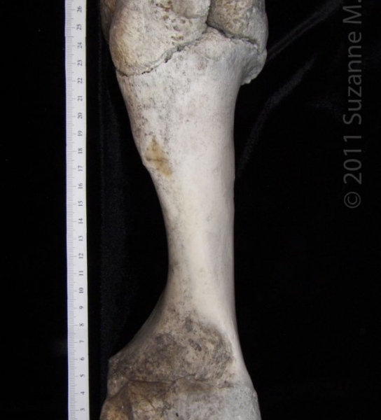 Lateral View Right Cattle Humerus