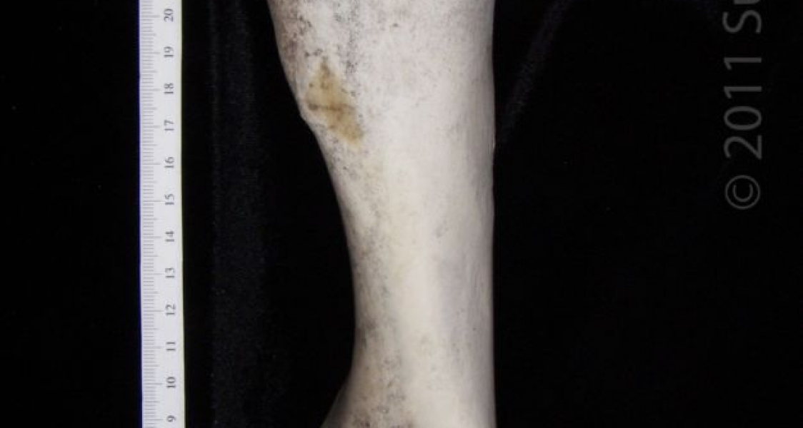 Lateral View Right Cattle Humerus
