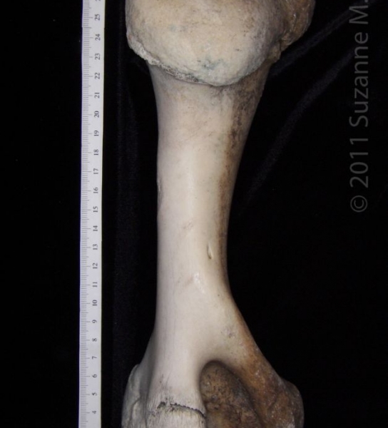 Medial View Right Cattle Humerus