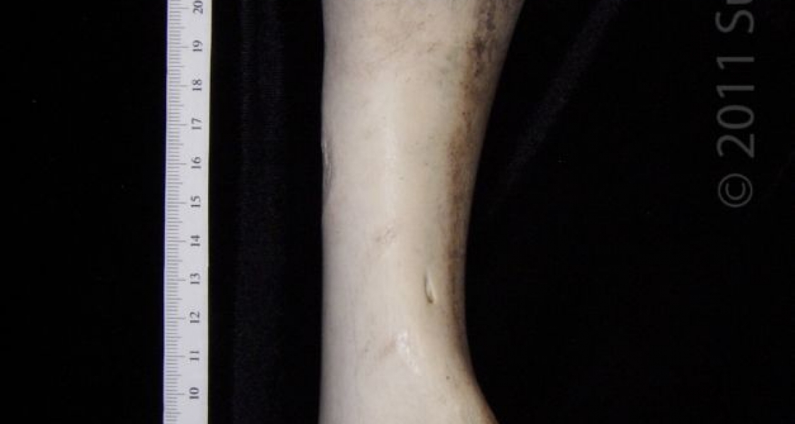 Medial View Right Cattle Humerus