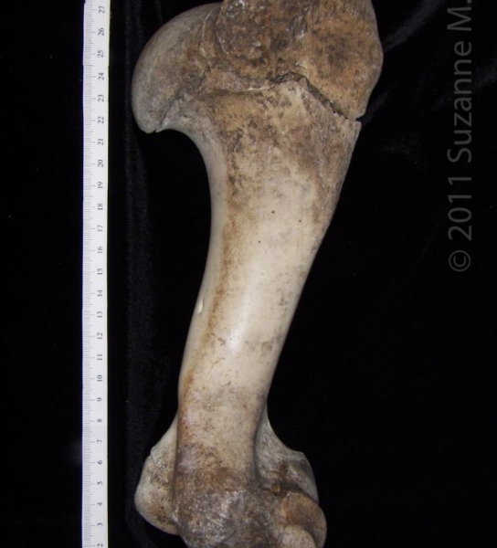Posterior View Right Cattle Humerus