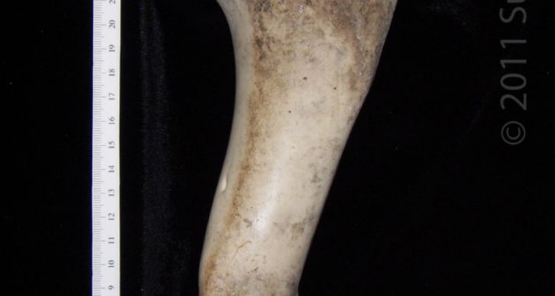Posterior View Right Cattle Humerus