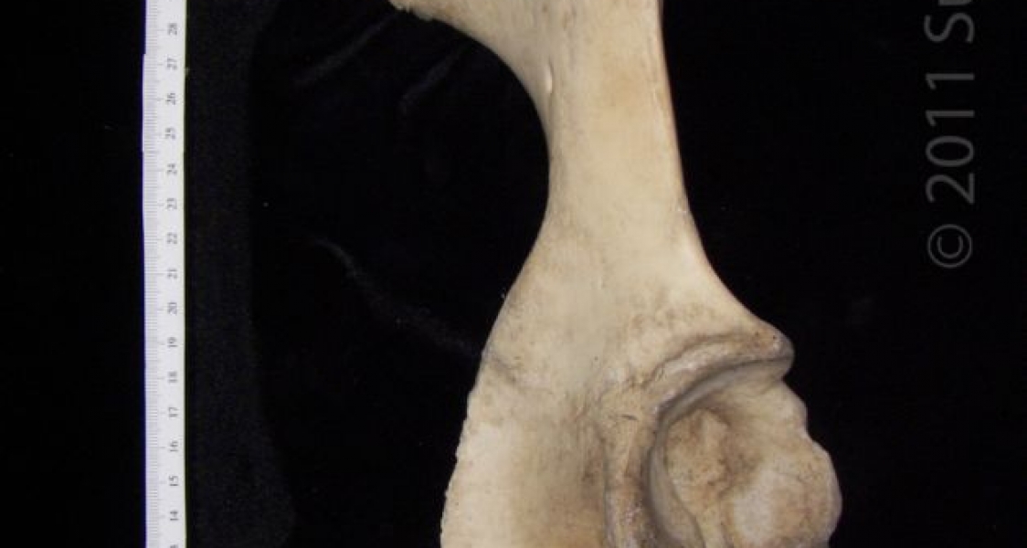 Lateral View Right Cattle Innominate