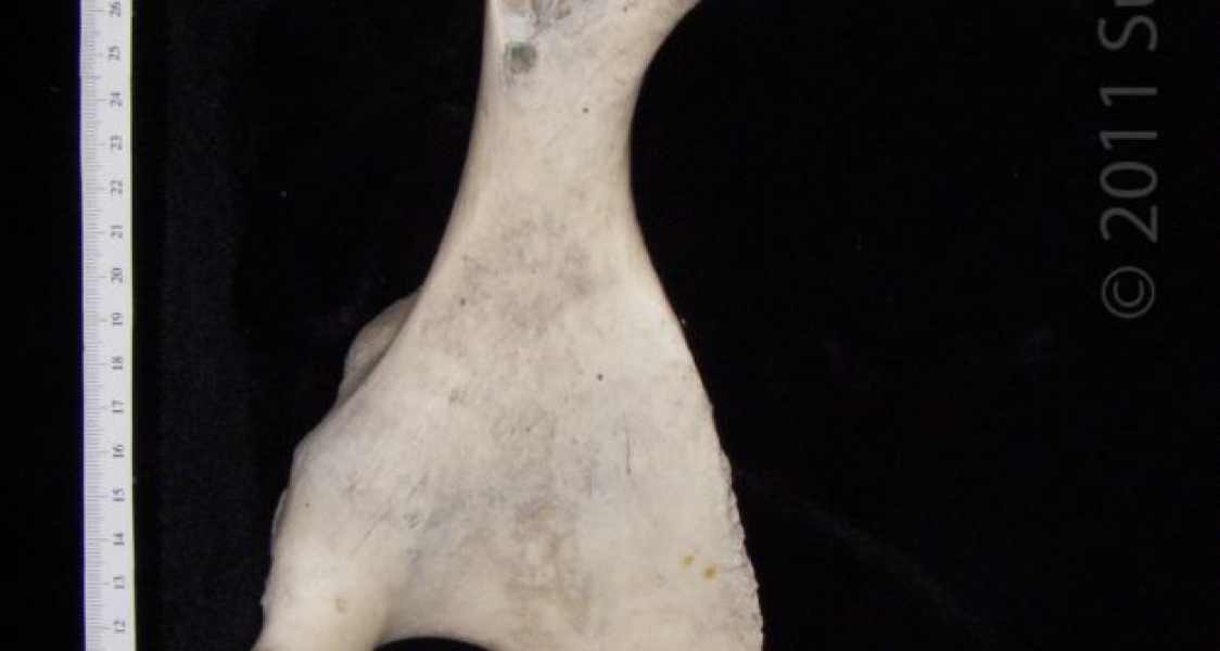 Medial View Right Cattle Innominate