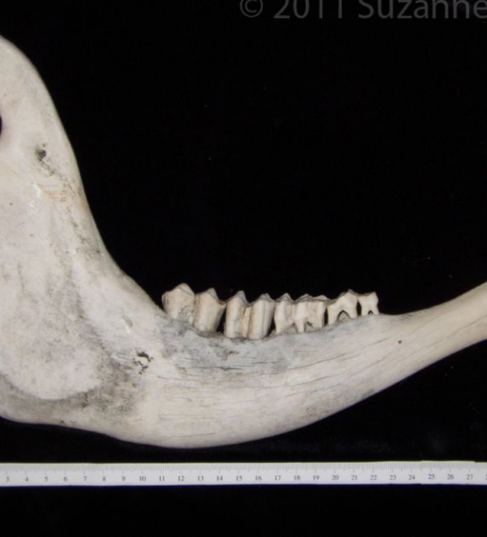 Lateral View Cattle Mandible