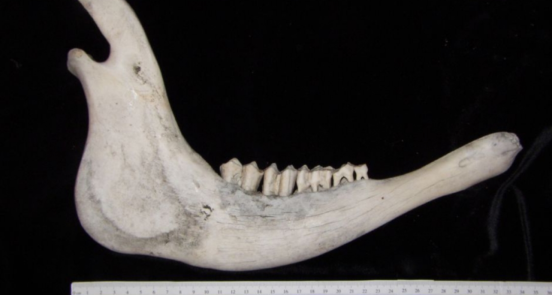 Lateral View Cattle Mandible