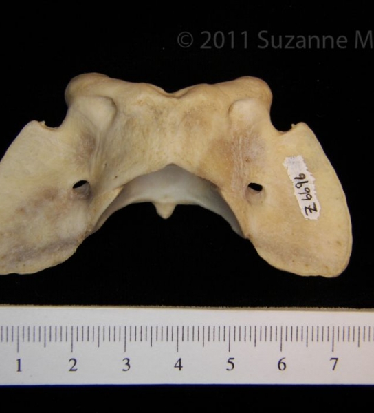 Dorsal View Coyote C1 Vertebrae