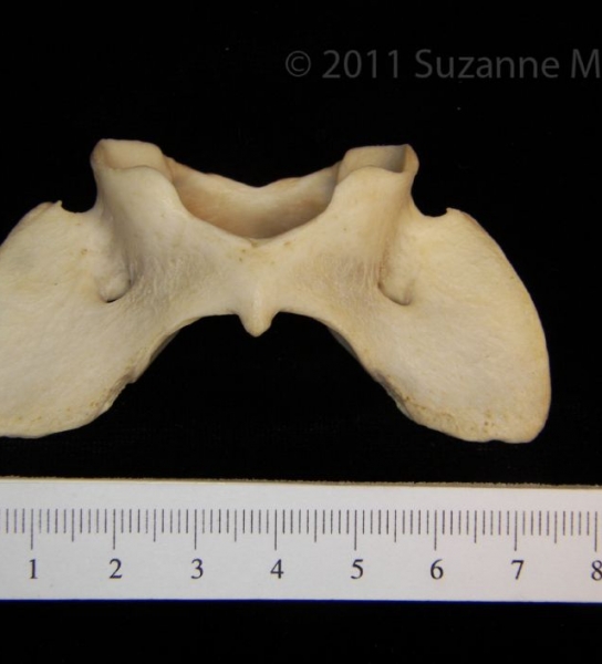 Ventral View Coyote C1 Vertebrae