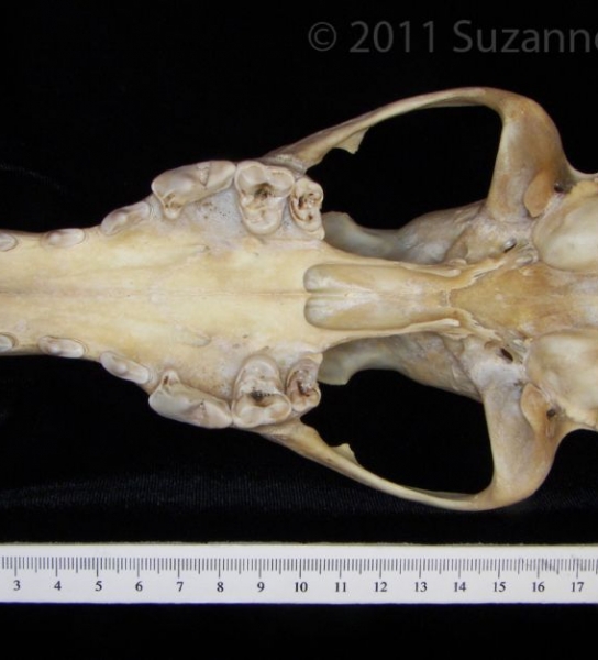 Inferior View Coyote Cranium