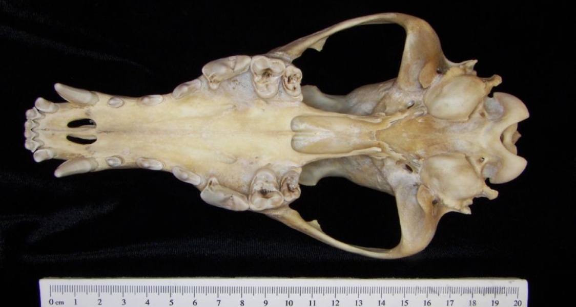 Inferior View Coyote Cranium