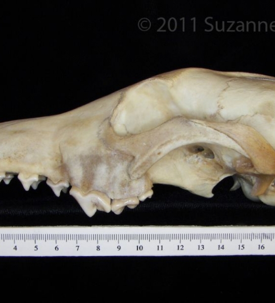 Lateral View Coyote Cranium