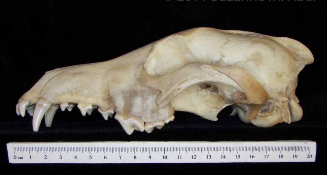 Lateral View Coyote Cranium