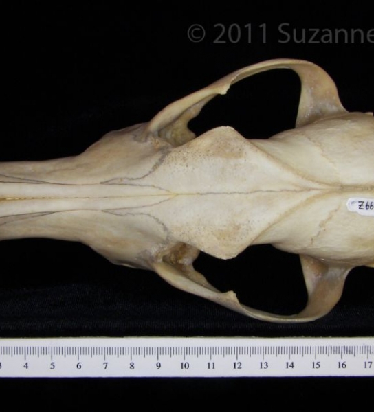 Superior View Coyote Cranium