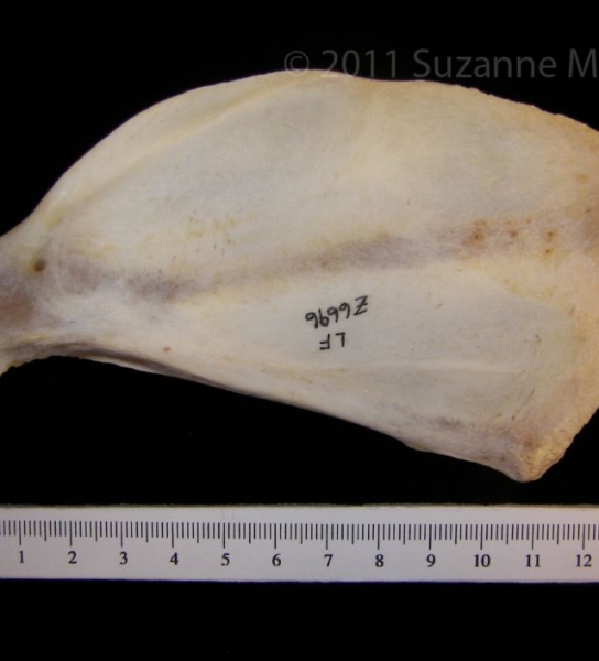 Anterior View Coyote Left Scapula