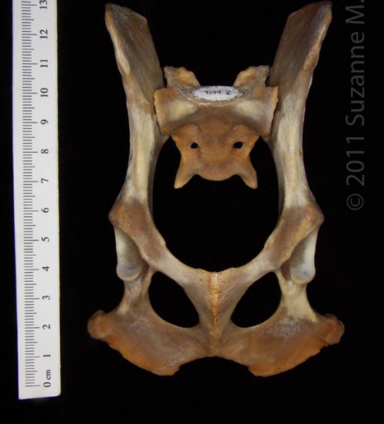 Ventral View Coyote Pelvis