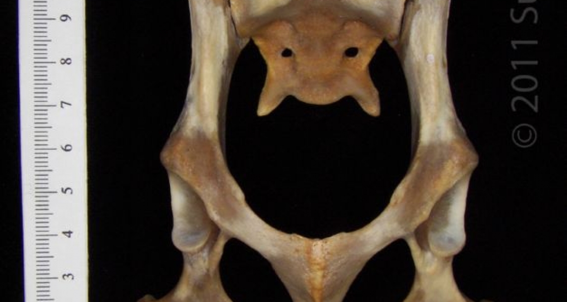 Ventral View Coyote Pelvis