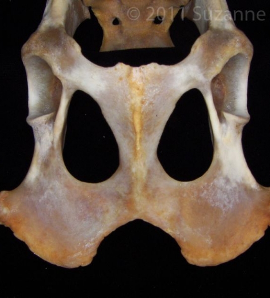 Ventral View Coyote Pubic Bones