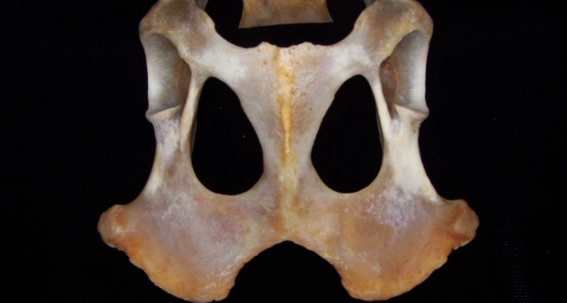 Ventral View Coyote Pubic Bones