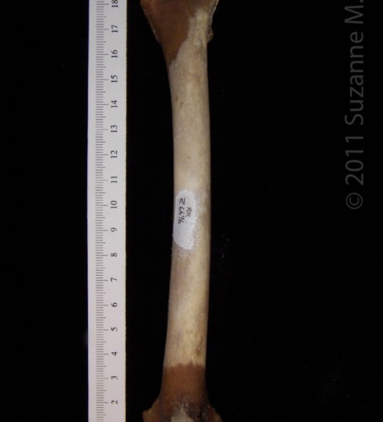 Anterior View Right Coyote Femur