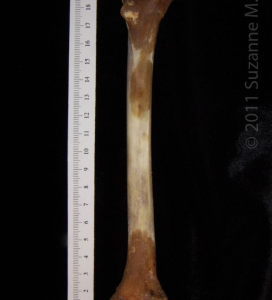 Posterior View Right Coyote Femur