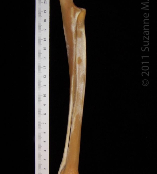 Right Lateral Coyote Radius and Ulna
