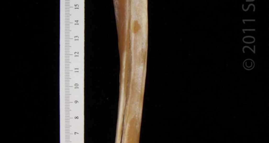 Right Lateral Coyote Radius and Ulna