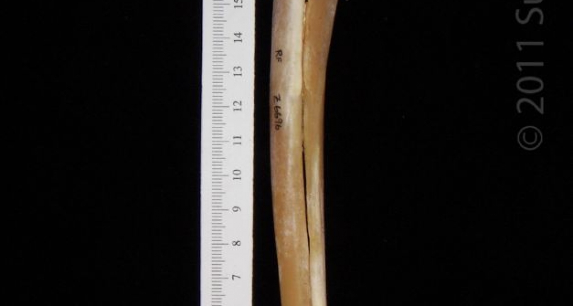 Right Medial Coyote Radius and Ulna