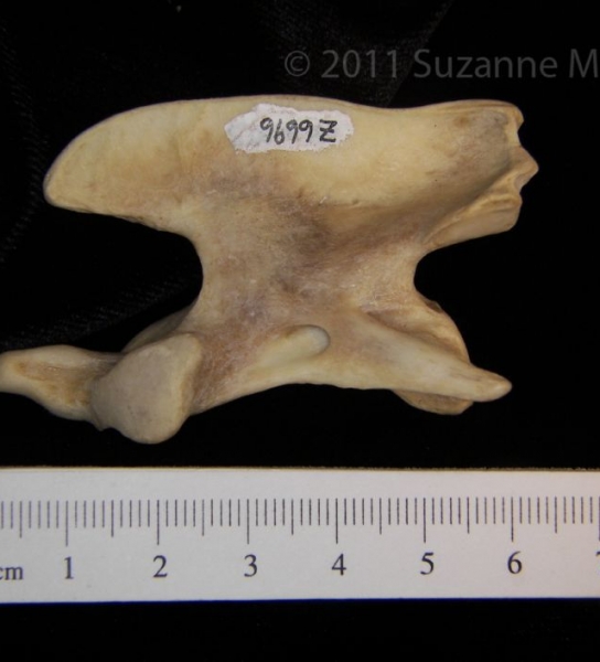 Lateral View Coyote C2 Vertebrae