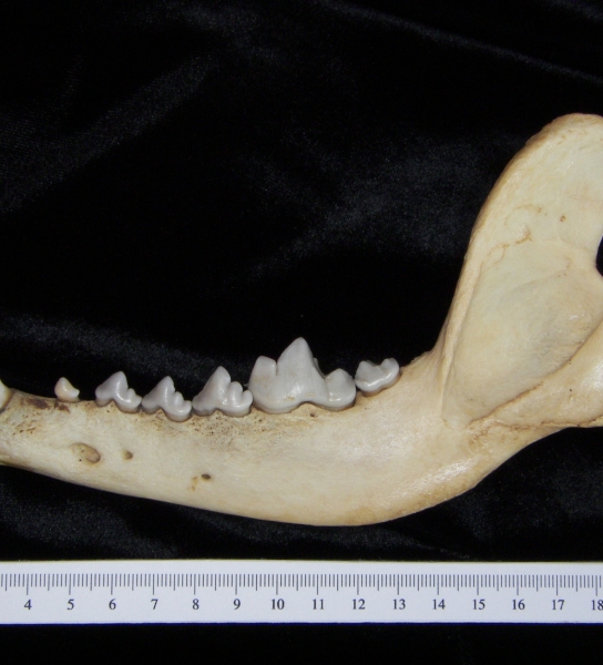Lateral View Coyote Mandible