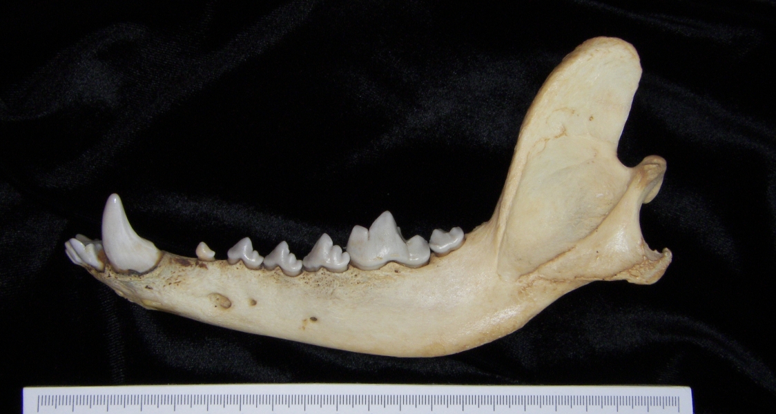 Lateral View Coyote Mandible