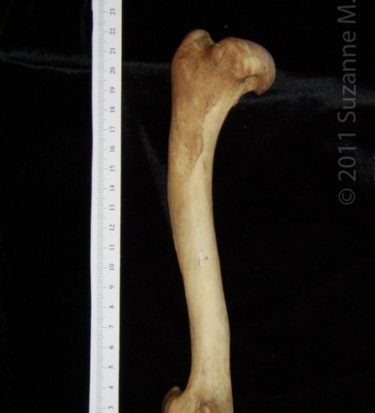 Anterior View Right Dog Humerus