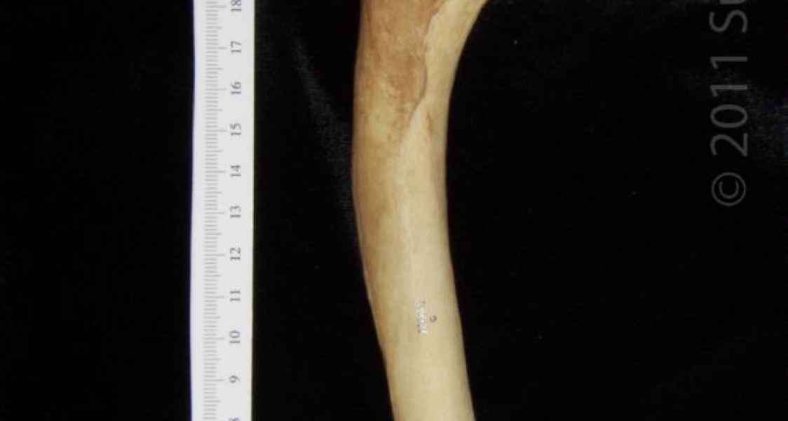 Anterior View Right Dog Humerus