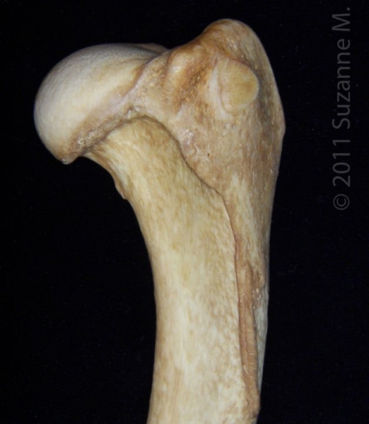 Posterior/Proximal View Right Dog Humerus