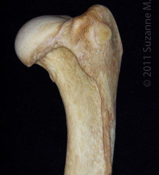 Posterior/Proximal View Right Dog Humerus