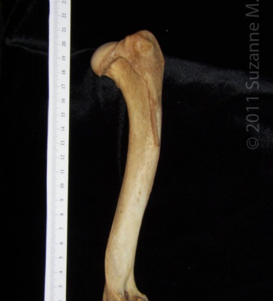 Posterior View Right Dog Humerus