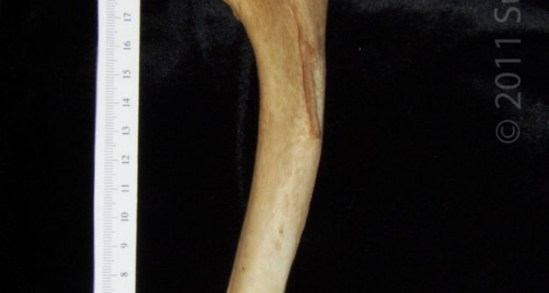 Posterior View Right Dog Humerus