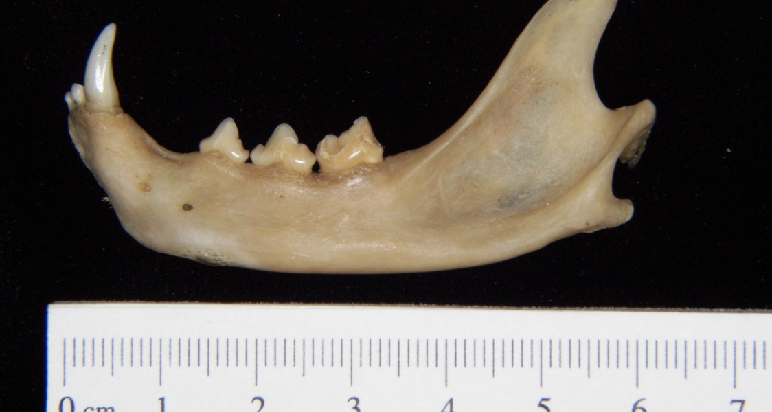 Lateral View Domestic Cat Mandible