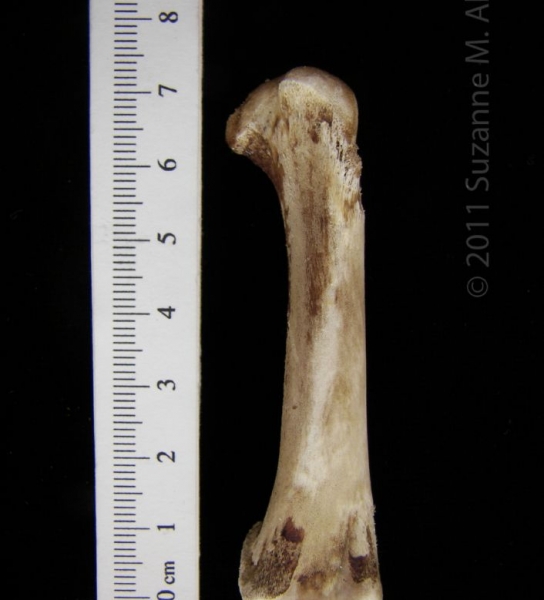 Domestic Chicken ‘Young Fryer’ Femur View 1