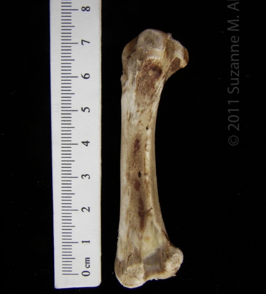 Domestic Chicken ‘Young Fryer’ Femur View 2