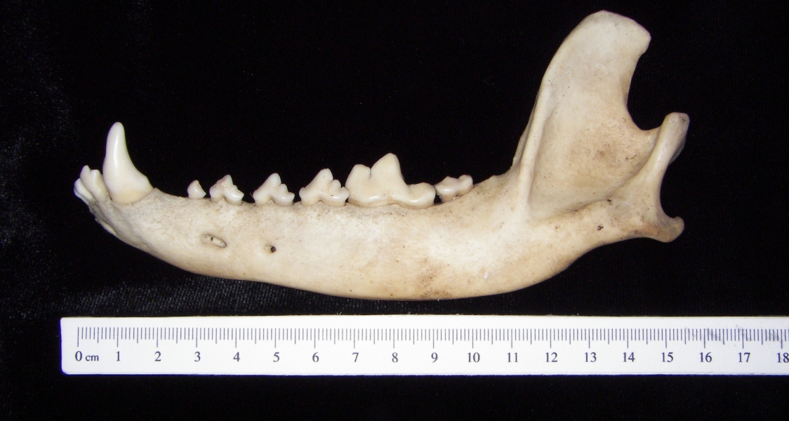 Lateral View Domestic Dog Mandible