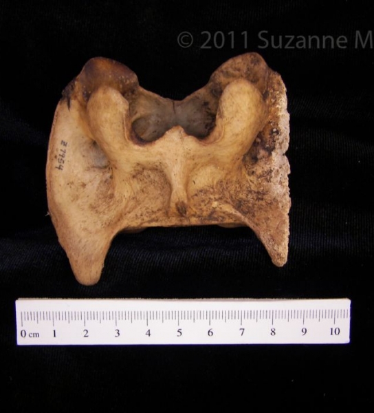 Inferior View Domestic Goat C1 Vertebrae, lateral postmortem damage